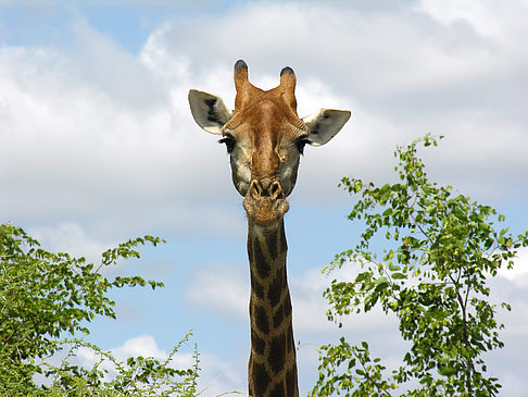 Giraffe