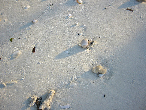 Muscheln am Strand Fotos