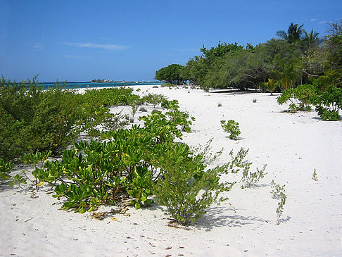 Foto Pflanzen am Strand - 