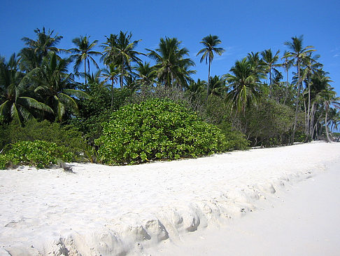 Foto Pflanzen am Strand - 