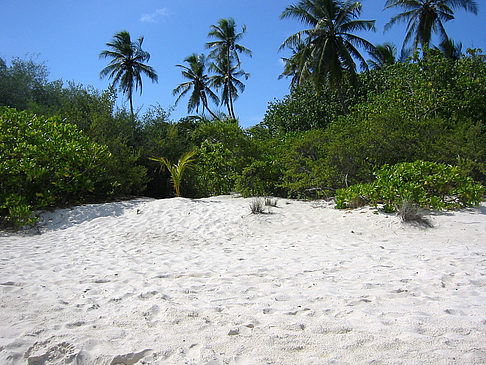 Fotos Pflanzen am Strand