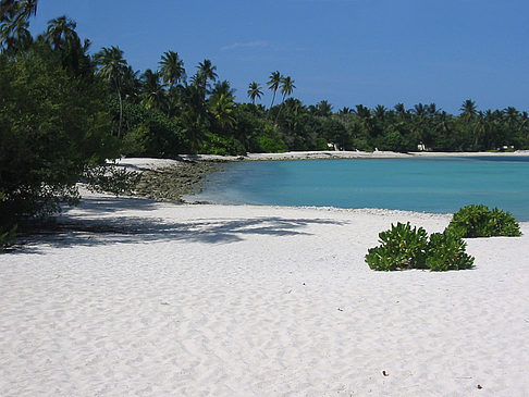 Foto Pflanzen am Strand - 