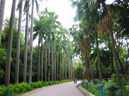 Botanischer Garten Foto 