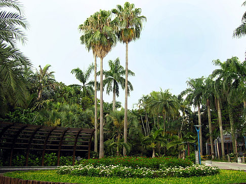 Fotos Botanischer Garten | Taipeh