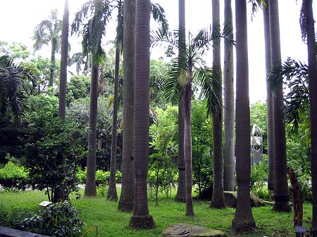 Foto Botanischer Garten - Taipeh