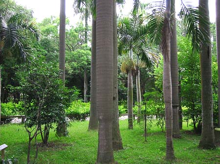 Foto Botanischer Garten - Taipeh